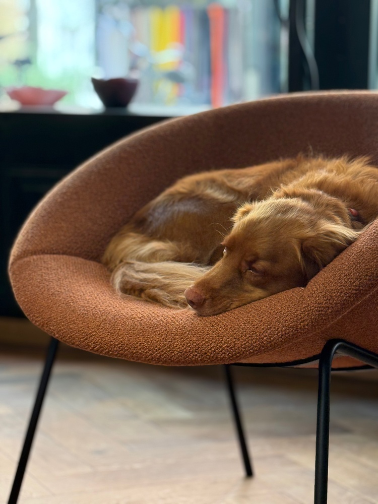 Aquila von der Brausmatt aka "Bruno"